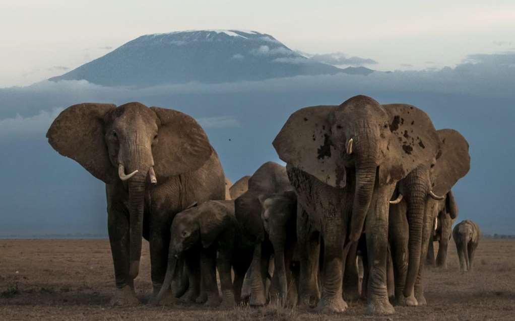 Amboseli Serena Safari Lodge Konforlar fotoğraf
