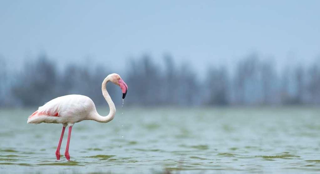 Amboseli Serena Safari Lodge Konforlar fotoğraf
